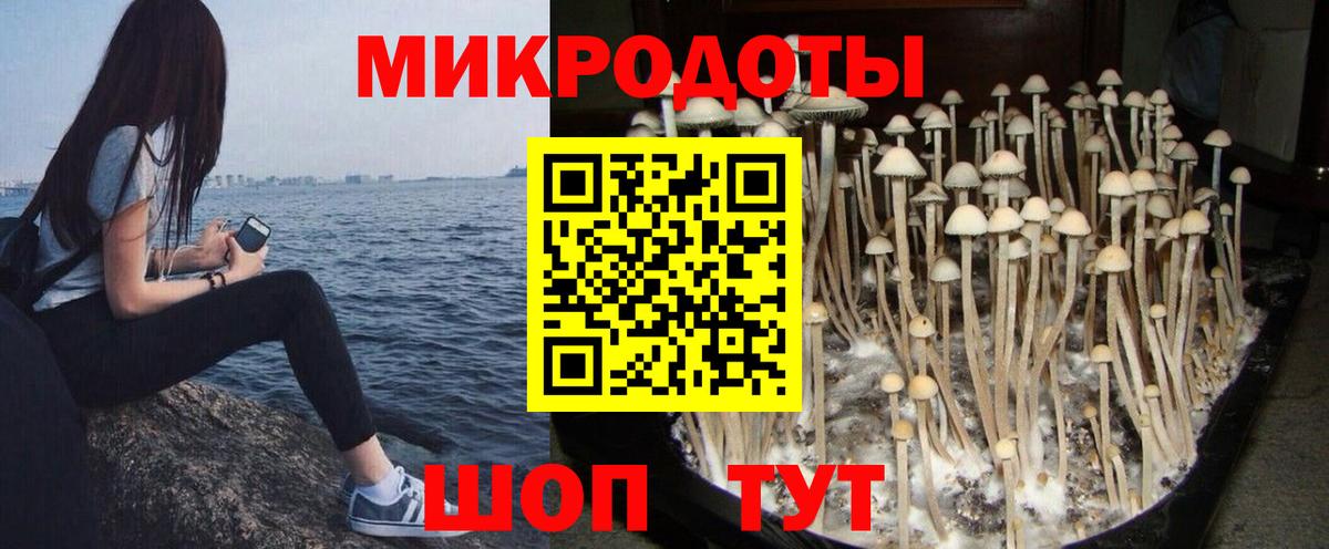 Псилоцибиновые грибы Cubensis Аша